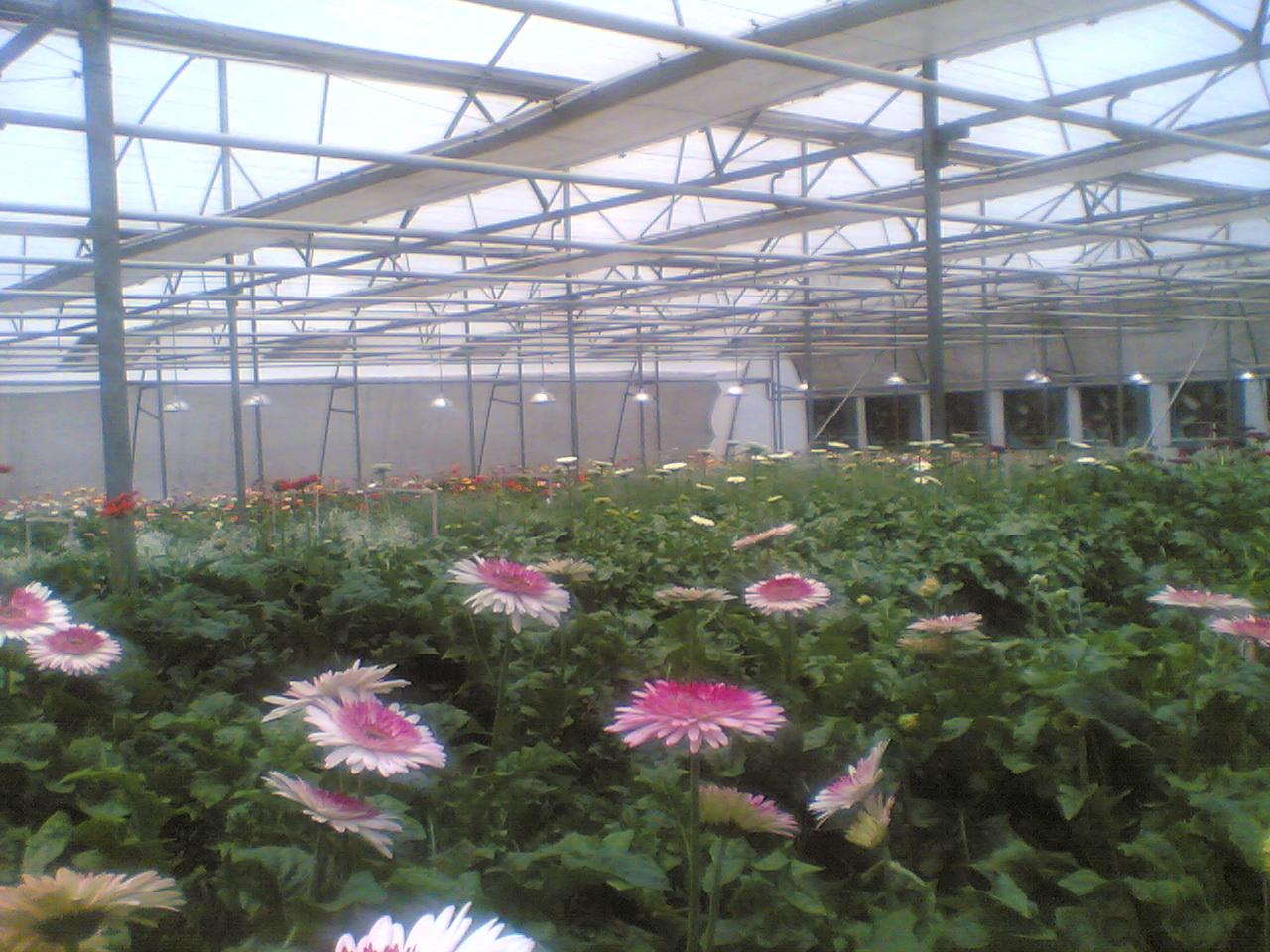 Greenhouse Project 71